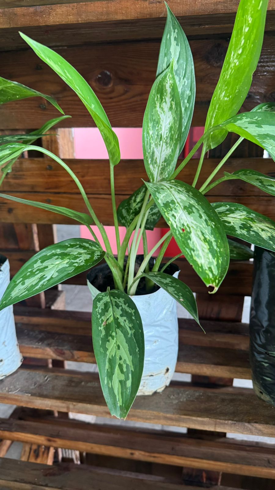 Aglaonemas