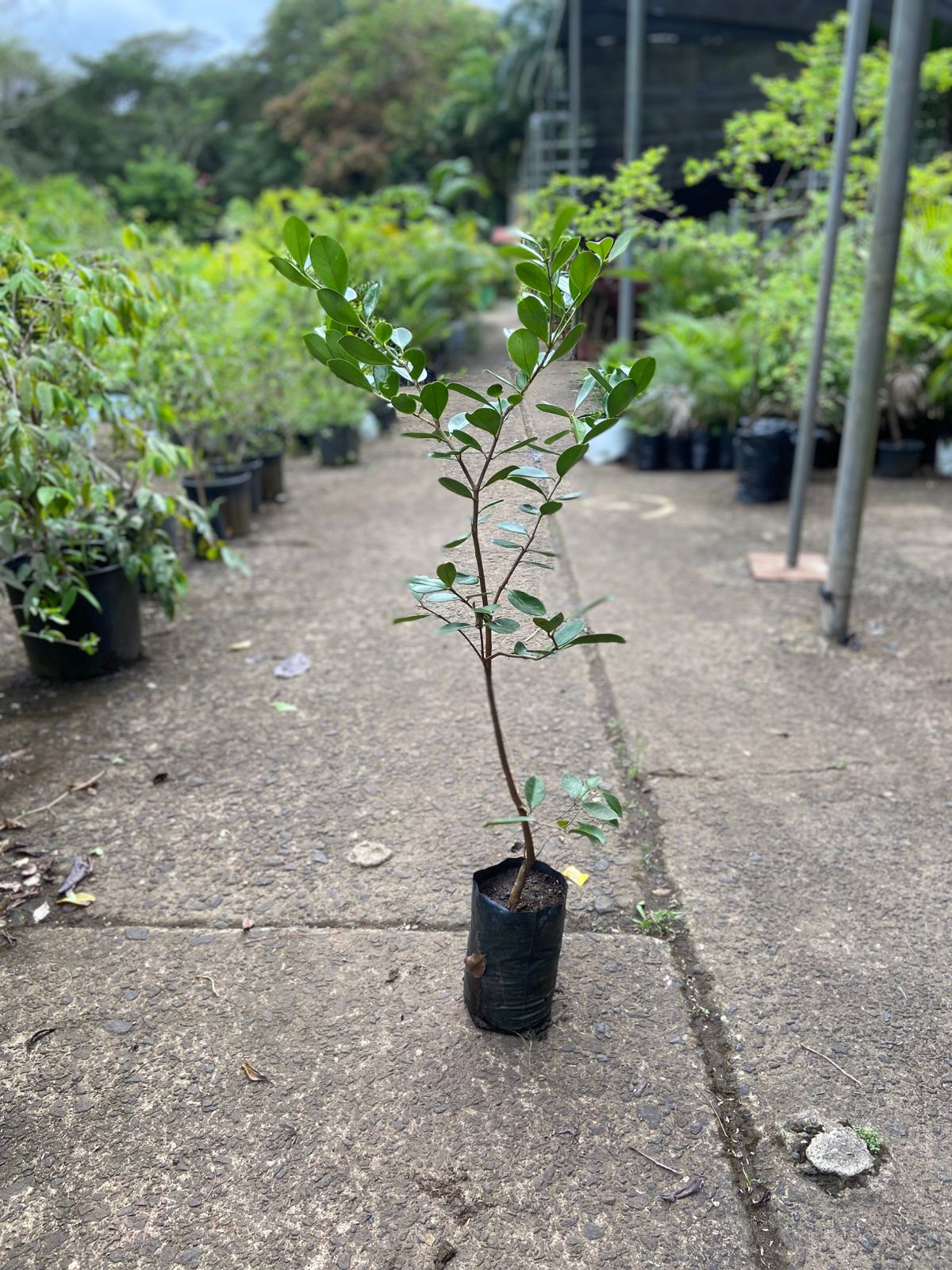 Guayaba Roja
