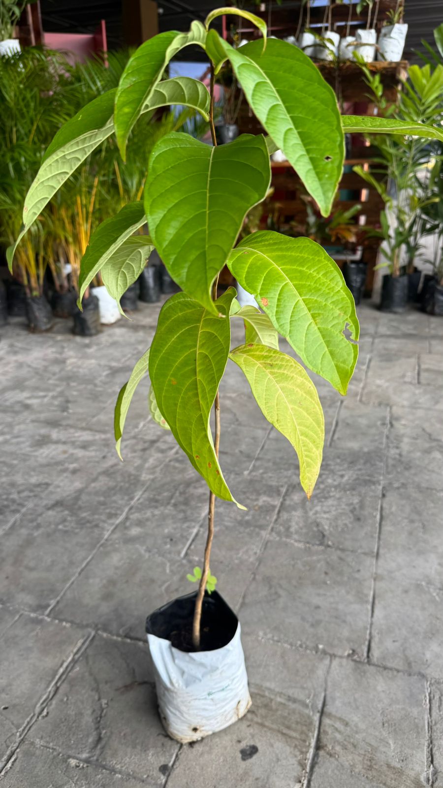 Reina de las Flores